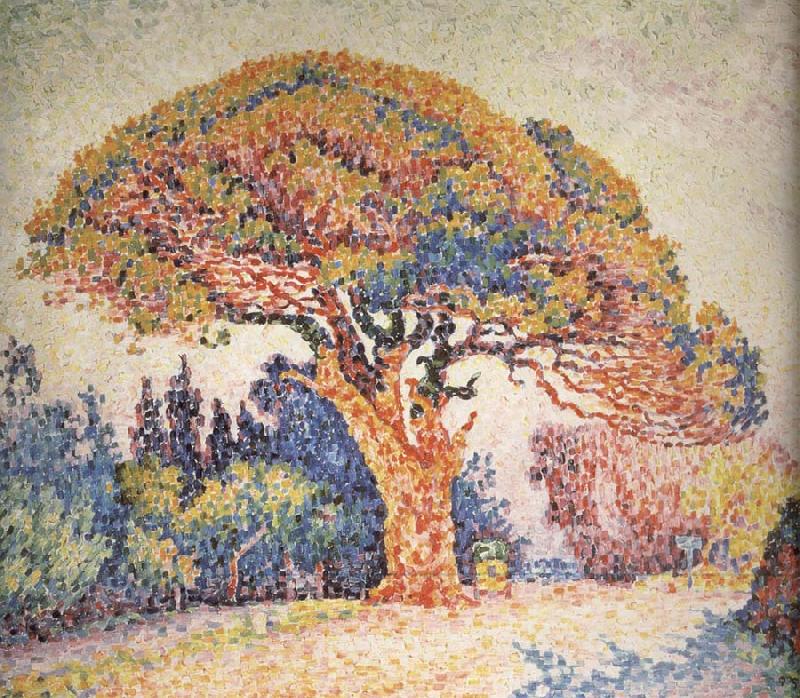 Paul Signac Pine oil painting image